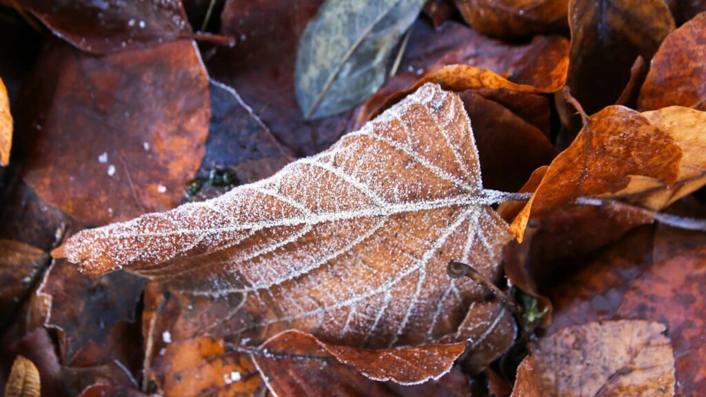 vague de froid hiver feuille arbre