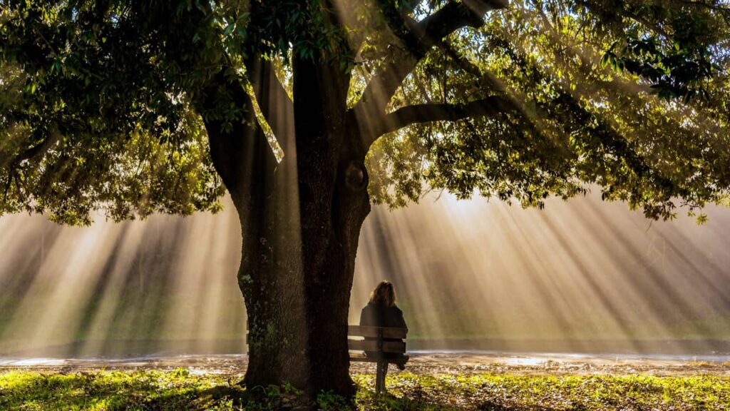 arbre lumiere lumineux parc nature