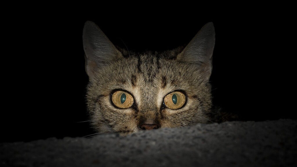 Ce que votre chat fait la nuit et que vous ignorez totalement