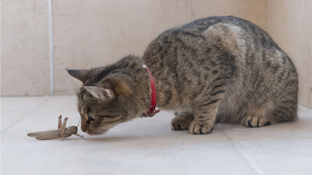 La chasse aux insectes