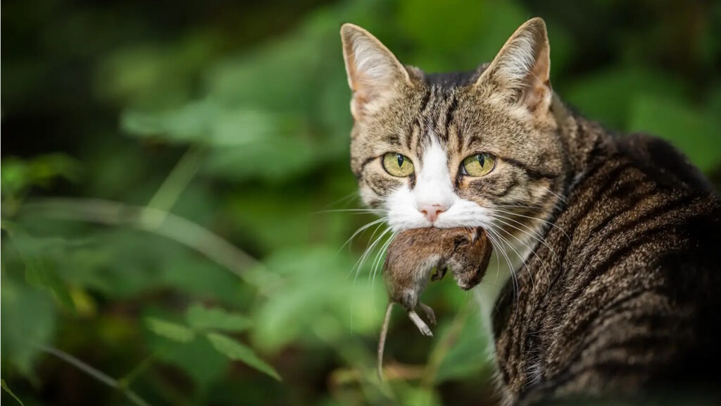 La chasse imaginaire