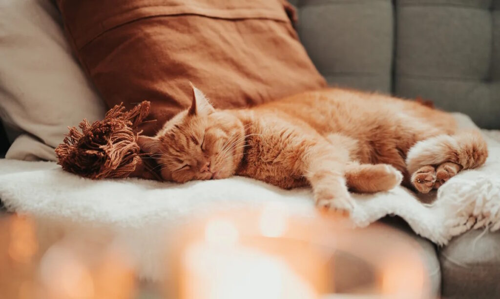 Le sommeil paradoxal et les rêves
