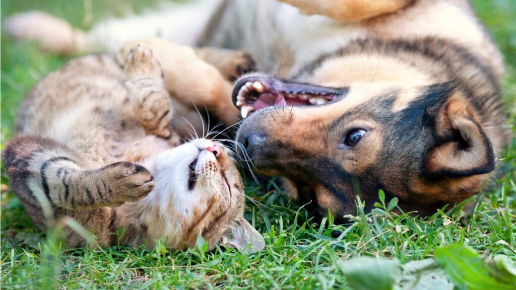 Les interactions avec d’autres animaux