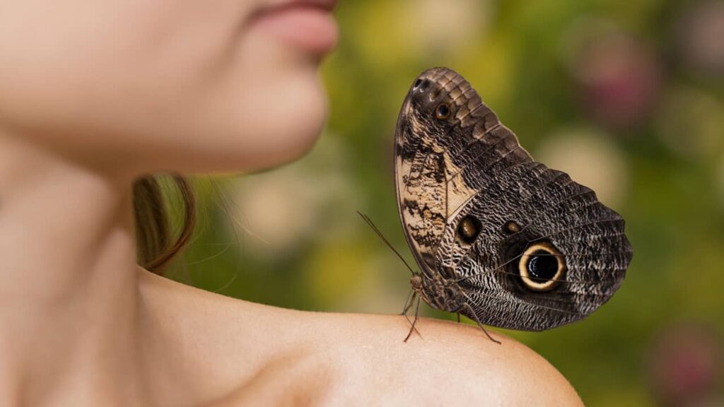 femme papillon epaule