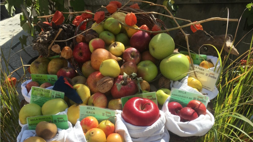 Les fruits anciens