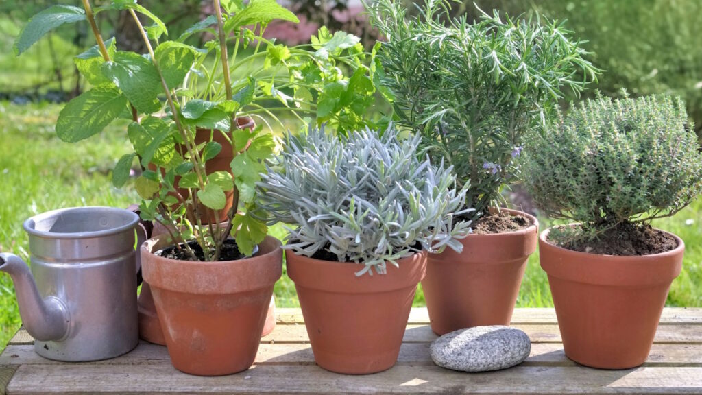 Les herbes et les plantes aromatiques oubliées