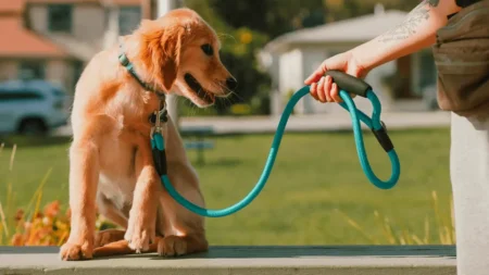 Les 5 erreurs à ne jamais faire avec son chien Les 5 erreurs à ne jamais faire avec son chien