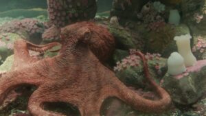 De si remarquables créatures