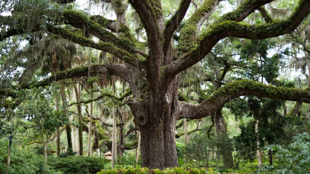 arbre solide