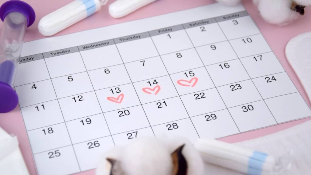 calendrier ovulation cycle menstruel