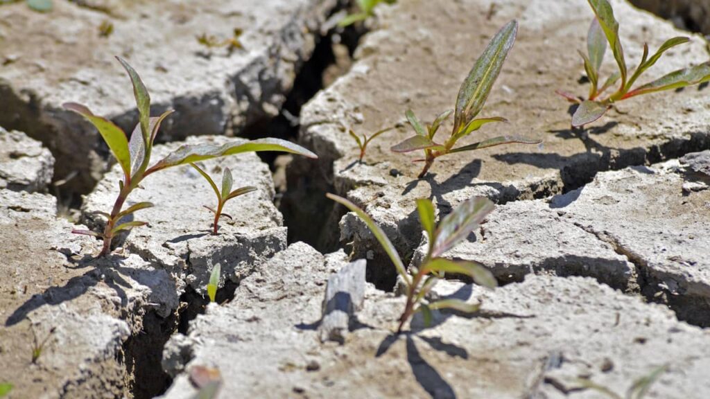 plante pousse pierre
