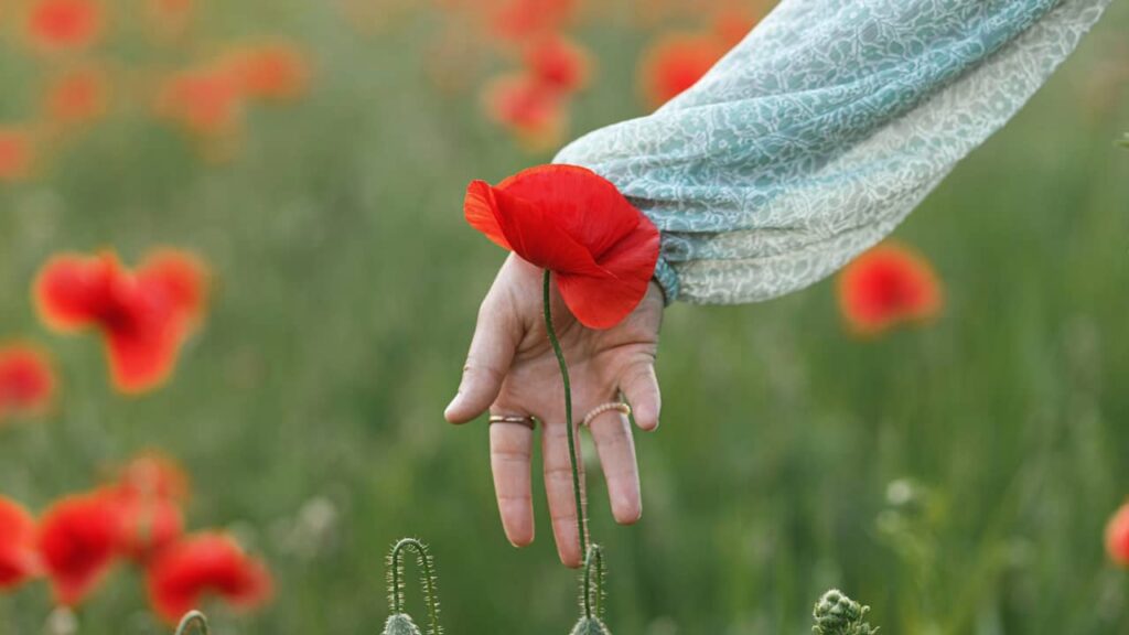 coquelicot main pre