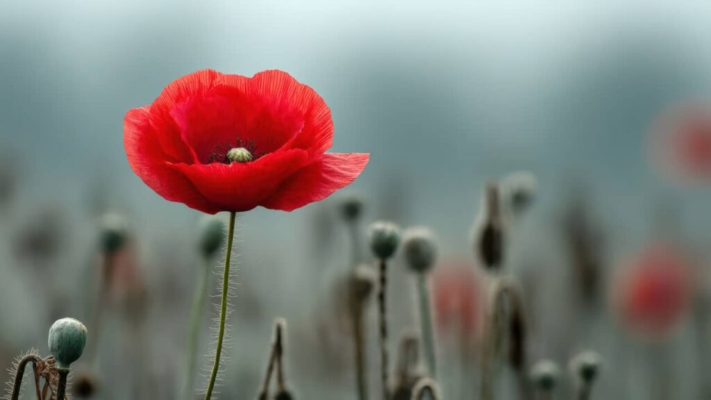 grand coquelicot rouge