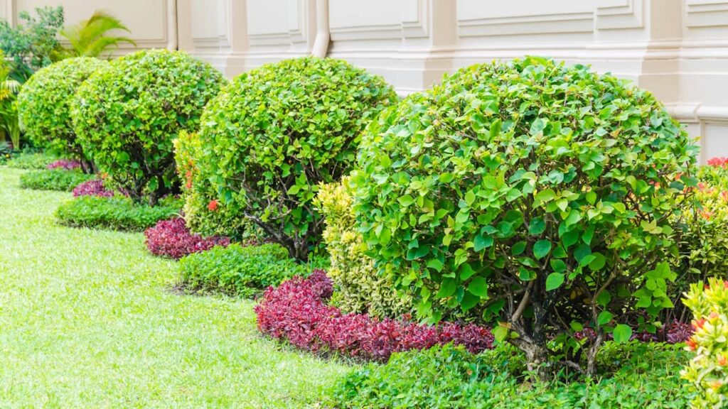 plantes decoration jardin