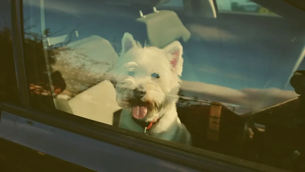 Chien enfermé en voiture en canicule : amende et loi en France