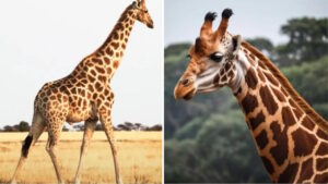 Comment reconnaître une image générée par une intelligence artificielle