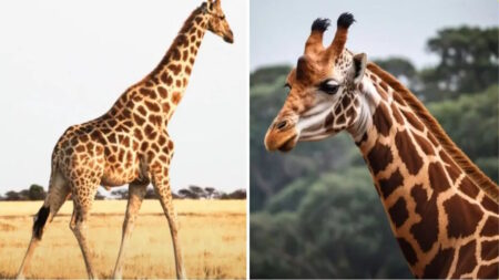 Comment reconnaître une image générée par une intelligence artificielle Comment reconnaître une image générée par une intelligence artificielle
