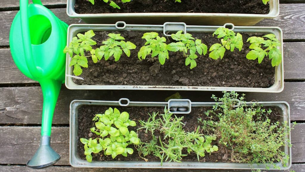 herbes aromatiques