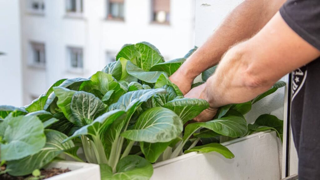 homme balcon salade