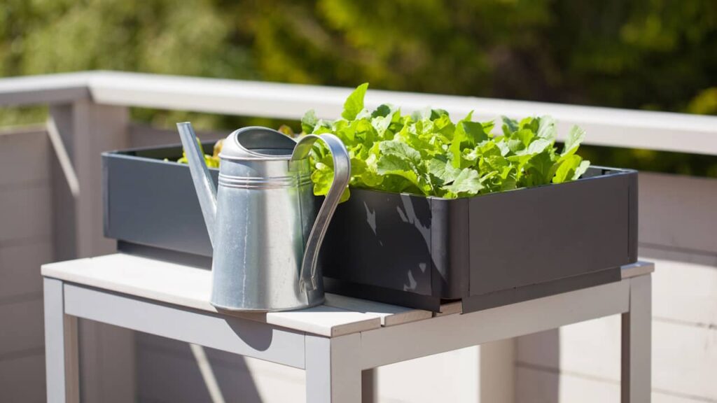 salade balcon arrosoir