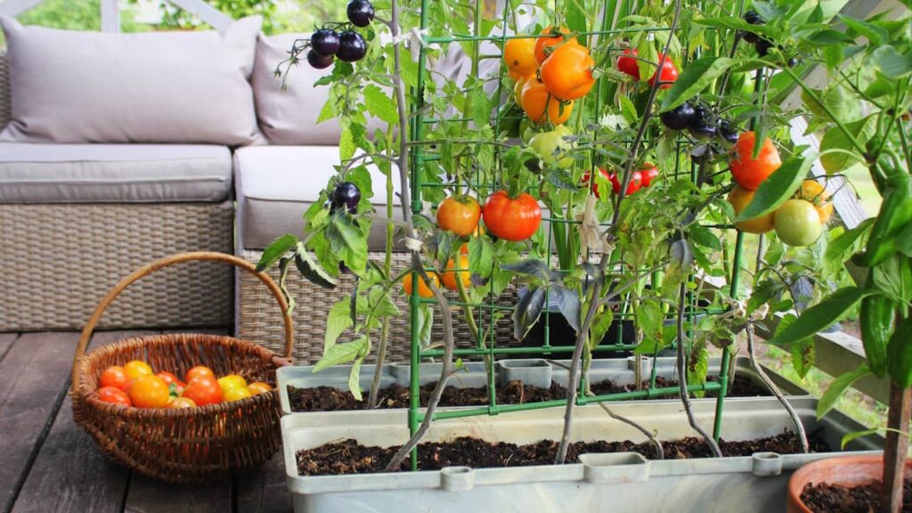 tomates potager balcon