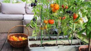 tomates potager balcon