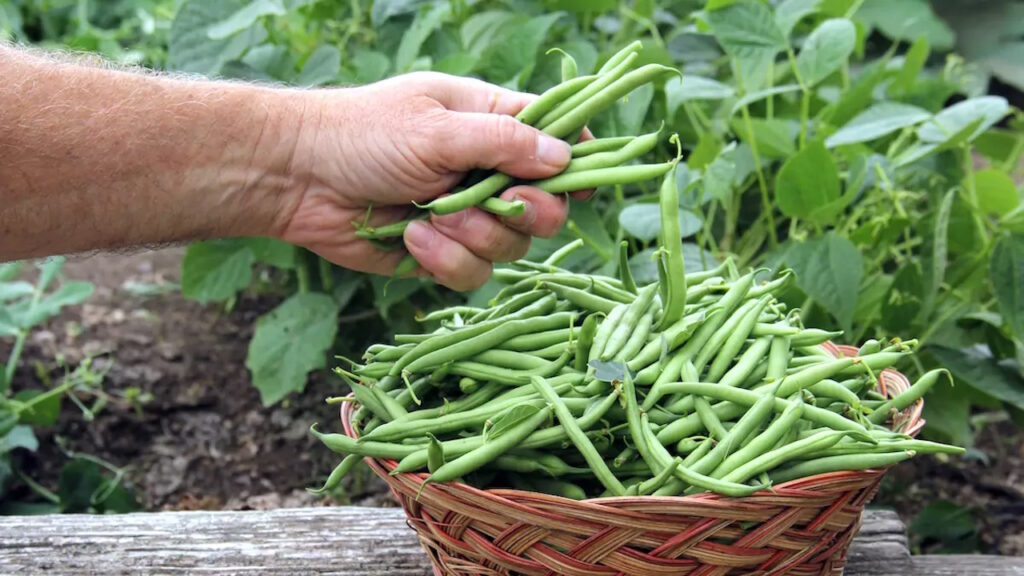 Et pourquoi ne pas profiter encore des haricots verts