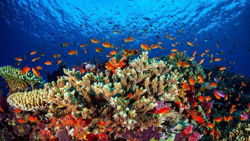 La Grande Barrière de corail