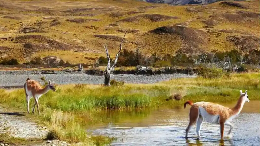 La Patagonie