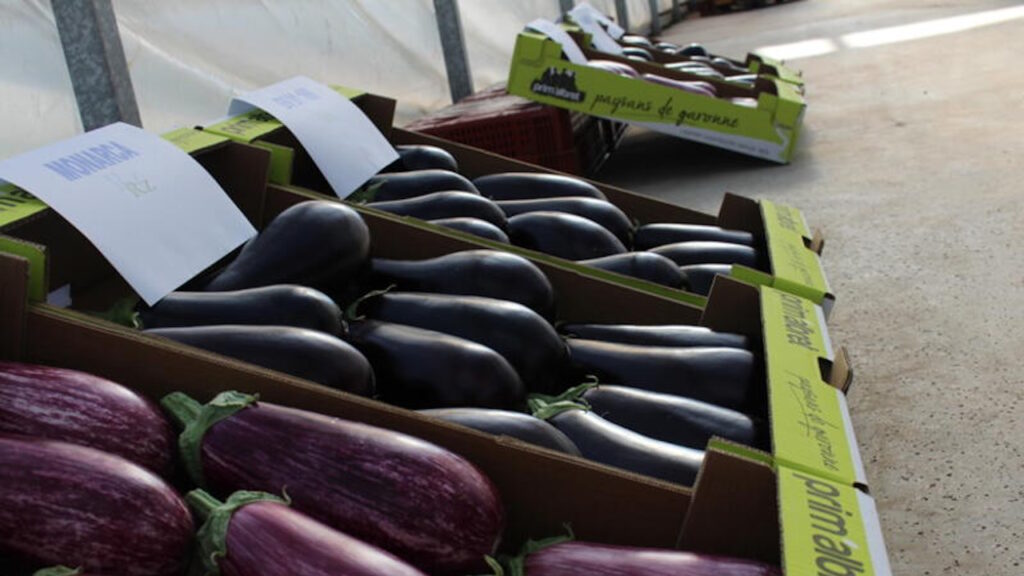 L’aubergine est encore au meilleur de sa forme