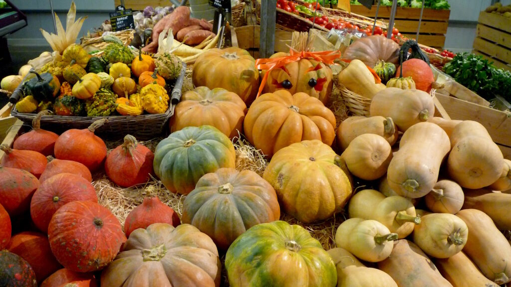 Les premières courges arrivent