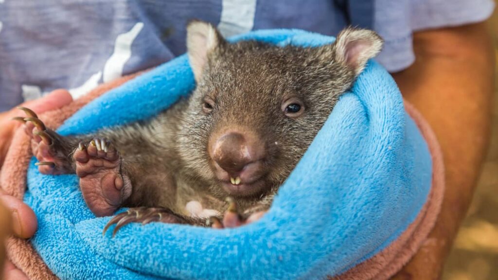 bebe wombat
