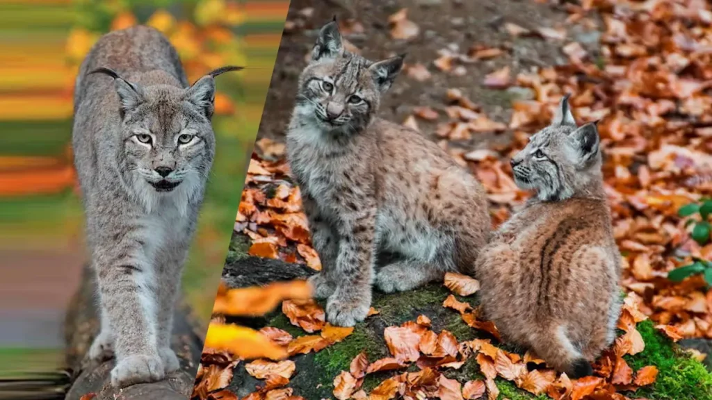 Lynx dans les Vosges : l'histoire de Lycka, seule femelle reproductrice