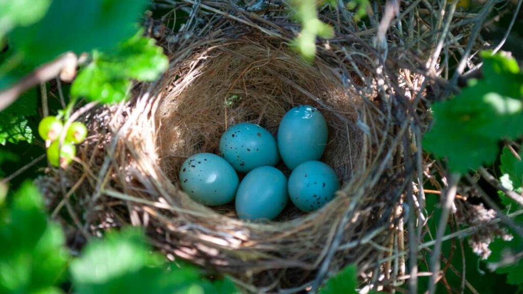 oeufs bleus oiseaux