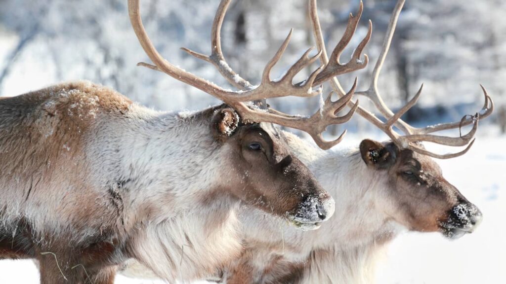 rennes animal neige hiver