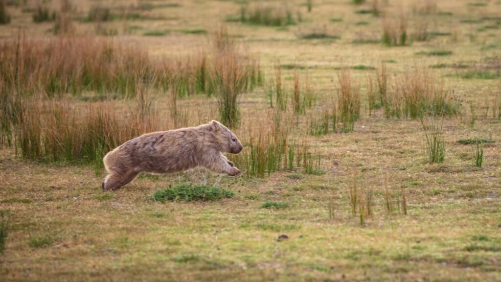 wombat qui courre
