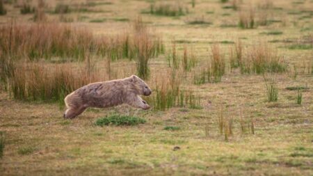 Pourquoi le wombat fait-il des crottes en forme de cubes ? wombat qui courre