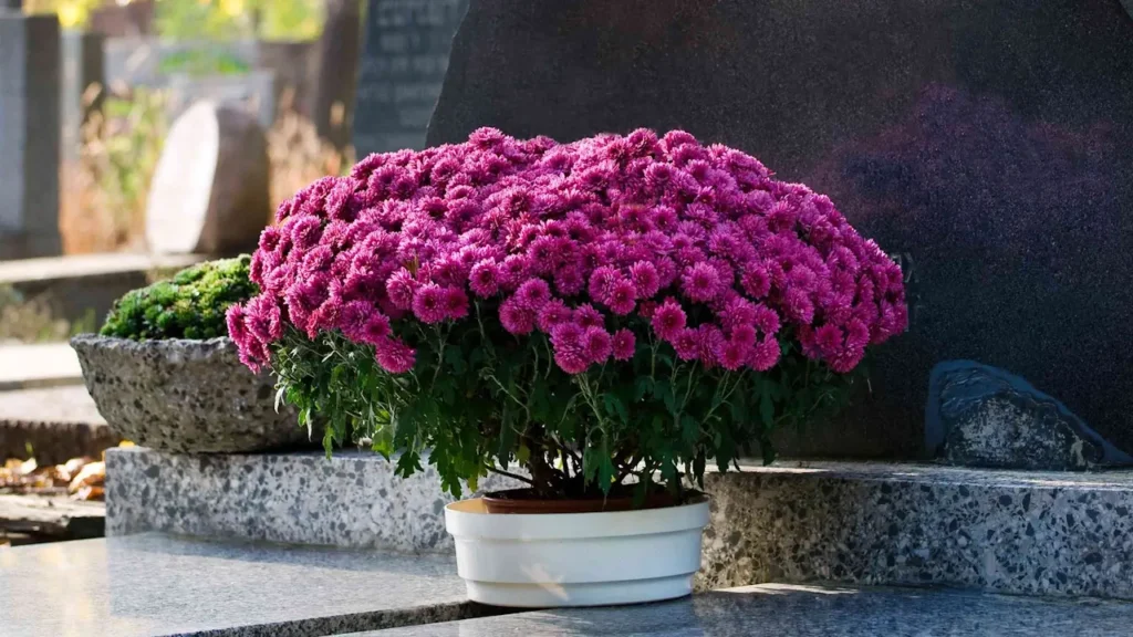 Chrysanthème de la Toussaint : pourquoi c'est la fleur des morts