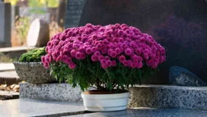 Chrysanthème de la Toussaint : pourquoi c'est la fleur des morts