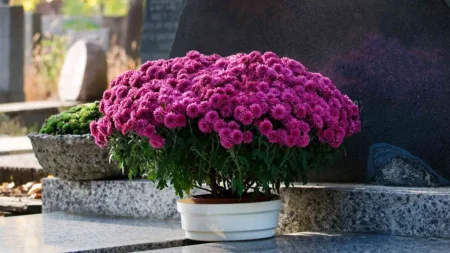 Pourquoi le chrysanthème est devenu la fleur des morts en France, alors qu’il est l’emblème de l’empereur au Japon Chrysanthème de la Toussaint : pourquoi c'est la fleur des morts