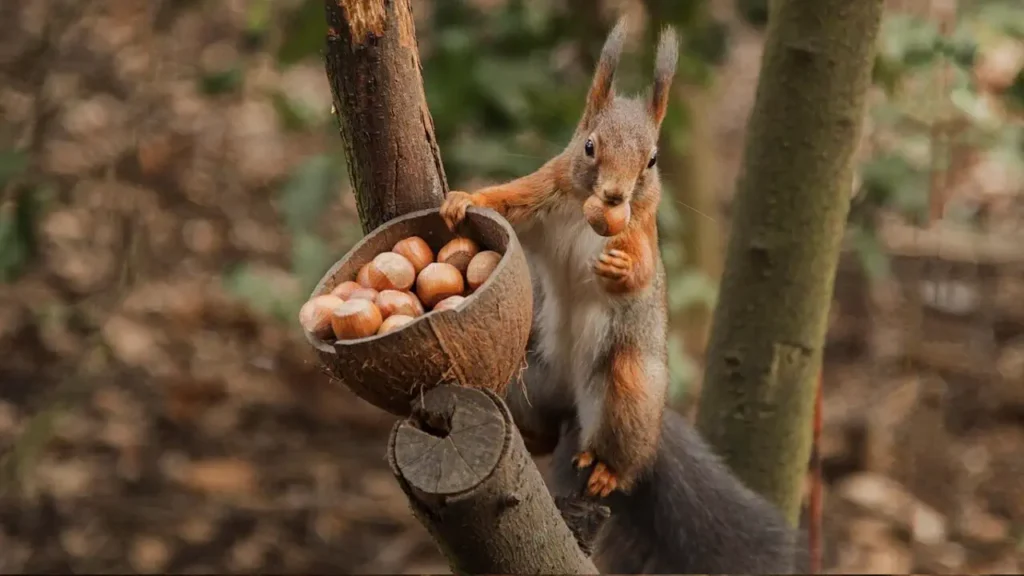 écureuil qui cache ses noisette