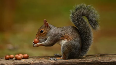 Pourquoi les écureuils oublient une partie de leurs noisettes (et plantent ainsi des forêts entières) Pourquoi les écureuils oublient leurs noisettes (et plantent des forêts)