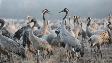 Grues cendrées : après l’hécatombe de 2025, le passage des milliers d’oiseaux au-dessus de la France est scruté de près en 2026 Grues cendrées : migration 2026, lac du Der et grippe aviaire