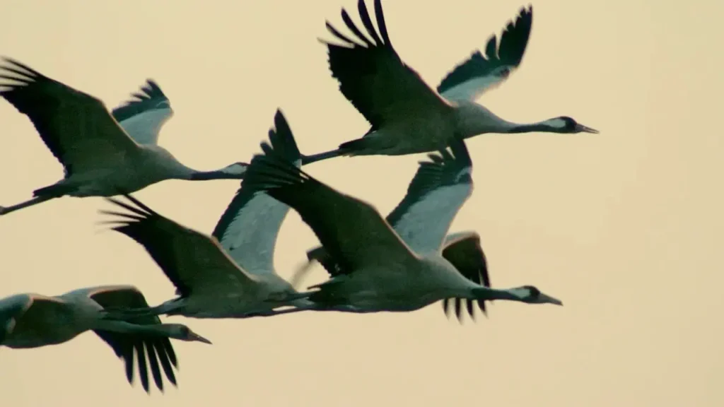 Grues cendrées migration 2026