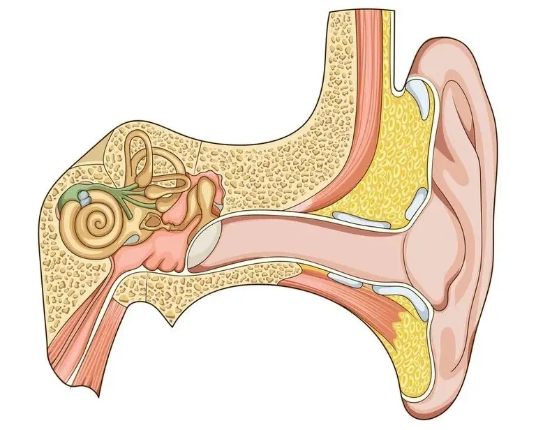 oreille externe schéma