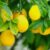 Entretien du citronnier : plantation, taille et conseils jardinage