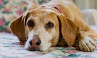Durée de vie d’un chien : quelle espérance de vie ?