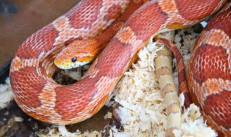 serpents choses à savoir elaphe serpent des blés