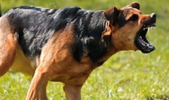 Un chien berger allemand dangereux