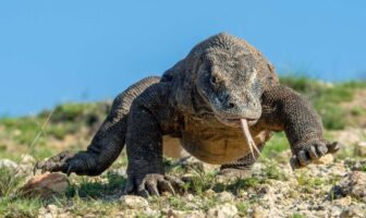 varan komodo reptile le plus grand du monde top tortue serpent lezard crocodile (1)
